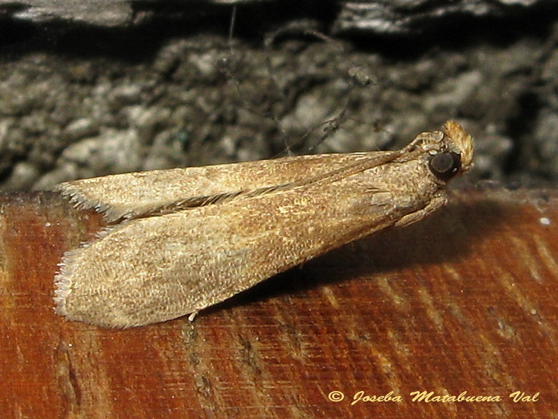 Micro 2 da id. Eccopisa effractella - Pyralidae  (Cfr.)